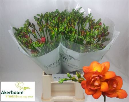 Freesia - Zafrerine