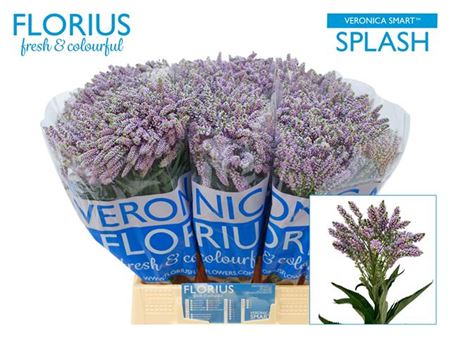 Purple Veronica Smart Splash – 50cm Stems