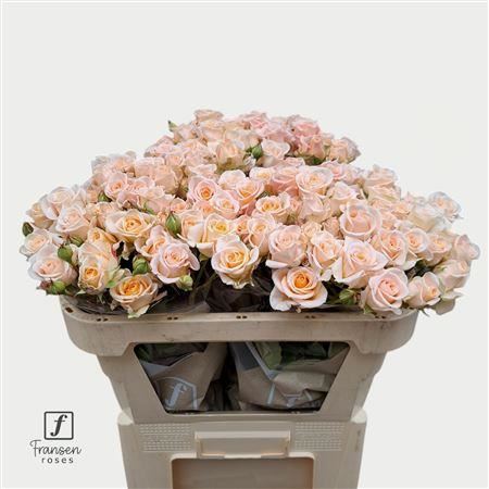 Spray Rose - Rosa - Morning Star