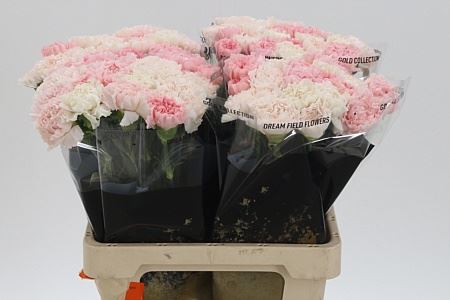 Standard Carnation - Dianthus - Overig