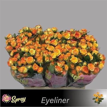 Spray Rose - Rosa - Eyeliner