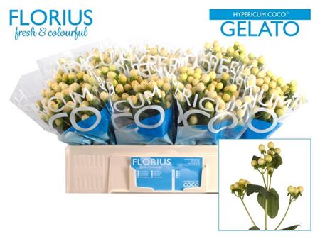 Hypericum Coco Gelato (30 Stems)