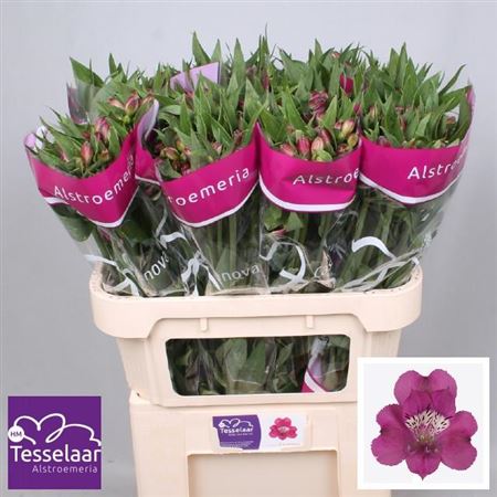 Alstroemeria Purple Wholesalers Choice