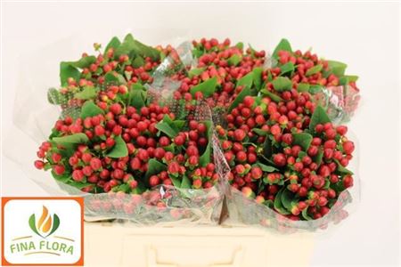 Red Hypericum ‘Bosatoma’ – 50cm Stems