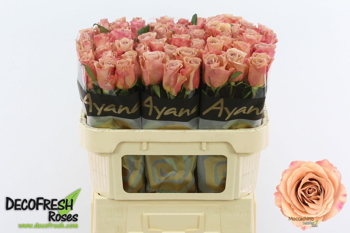 Rose - Rosa - Moccachino