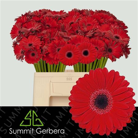 Germini Black Tie
