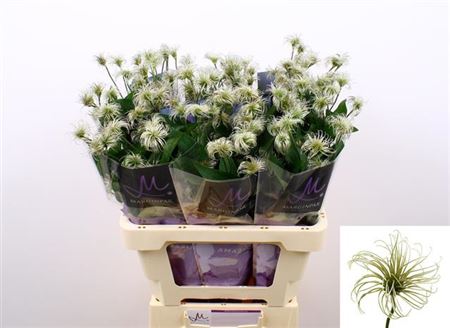 White Clematis ‘Amazing Kibo’ Cut Flowers – 60cm, 10 Stems