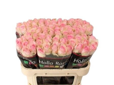 Rose - Rosa - Avalanche Sorbet+