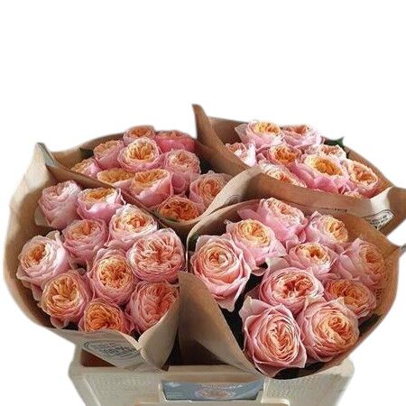 Rose - Rosa - Vuvuzela