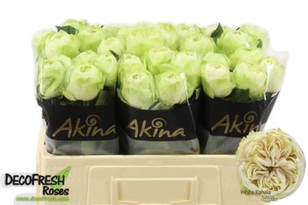 Rose - Rosa - White Kahala
