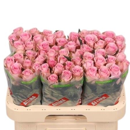 Rose - Rosa - Jessika