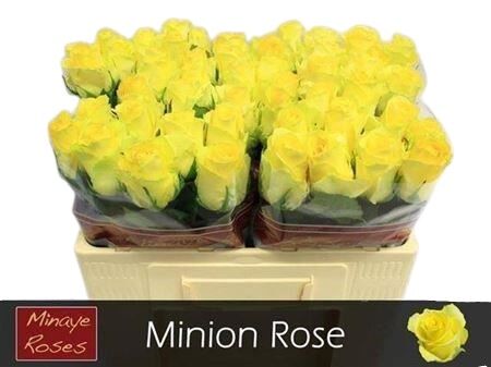 Rose - Rosa - Minion Rose