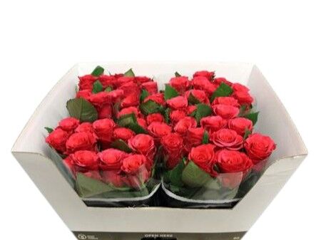 Rose - Rosa - Tacazzi+