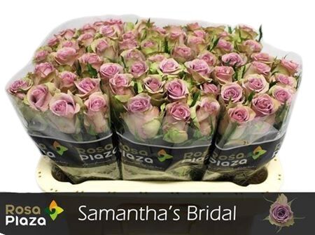 Rose - Rosa - Samantha's Bridal