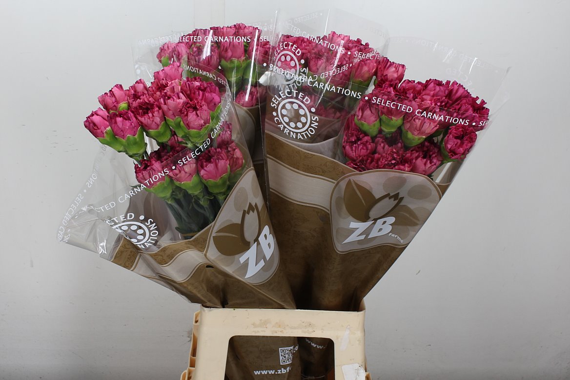 Carnation Standard Bernard
