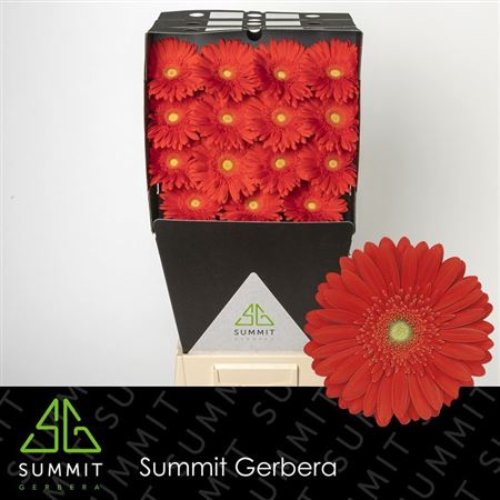 Gerbera Large Red Explosion