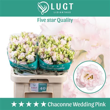 Eustoma Chac Wedding Pink