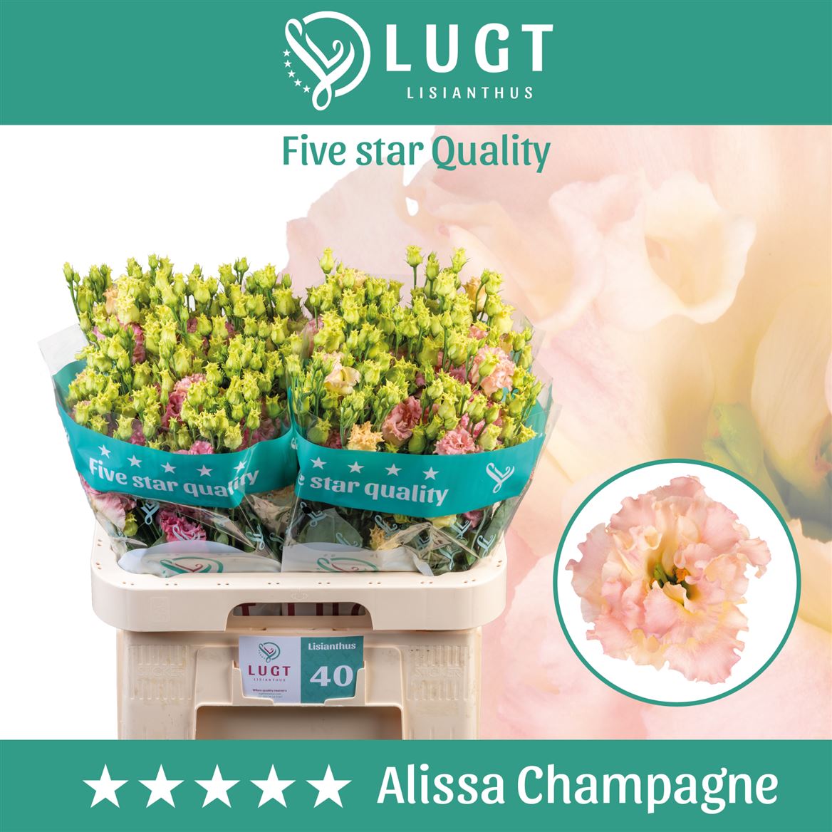 Alissa Champagne Lisianthus Cut Flowers – 70cm Stems