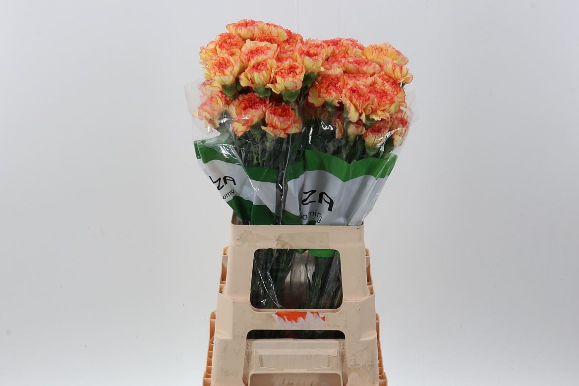 Carnation - Dianthus - Boiro