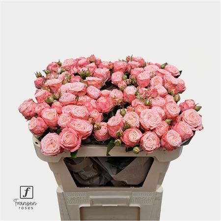 Spray Rose - Rosa - First Date