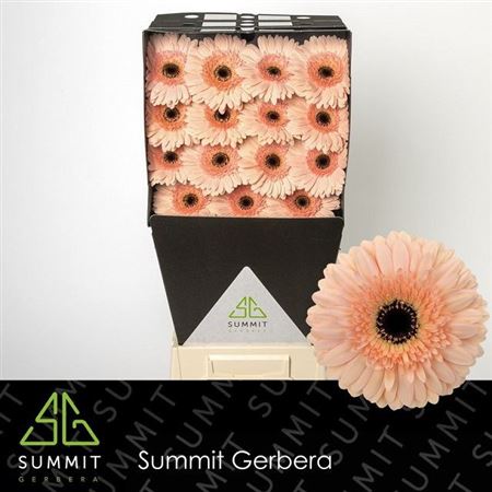Gerbera - Cafe del Mar