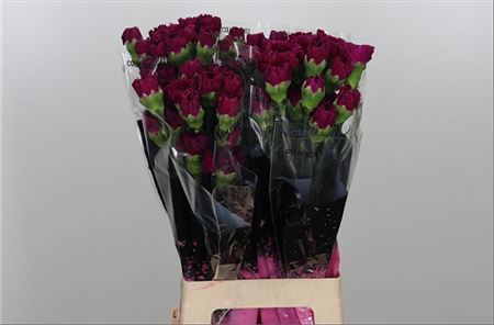 Standard Carnation - Dianthus - Golem
