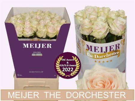 Rose - Dorchester+