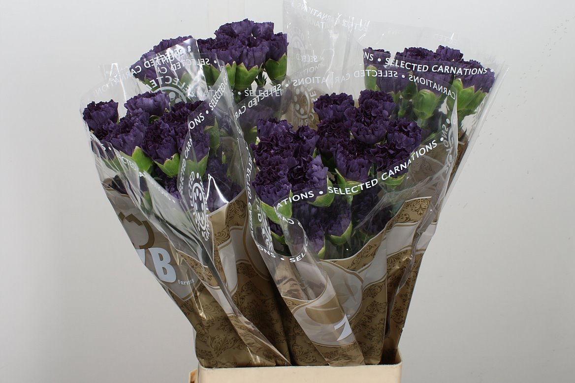 Carnation - Dianthus - Extasis