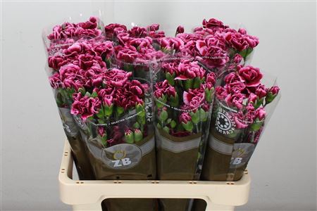 Spray Carnation - Dianthus - Berry