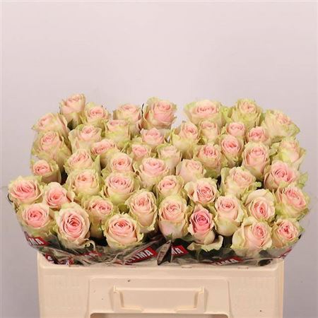 Rose - Rosa - Frutteto
