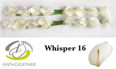 White Anthurium ‘Whisper’ – 40cm Stems