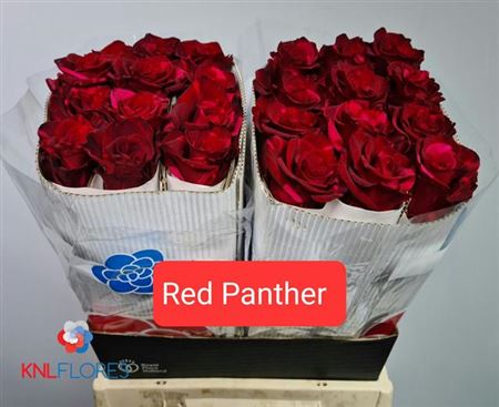 Rose - Rosa - Red Panther