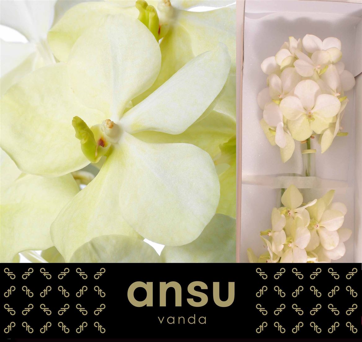 White Vanda Orchid Cut Stem – 20cm