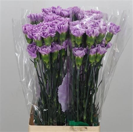 Standard Carnation - Dianthus - Florigene Moonaqua