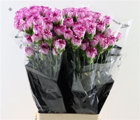 Standard Carnation - Dianthus - Boheme