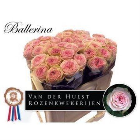 Rose - Rosa - Ballerina