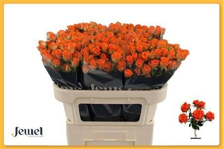 Spray Rose - Rosa - Picanto