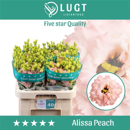 Alissa Peach Lisianthus Cut Flowers – 70cm, 10 Stems