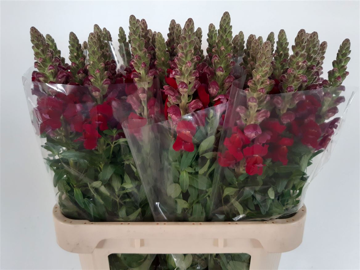 Red Snapdragon ‘Antibes Red’ – 75cm Stems