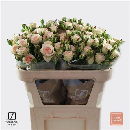 Spray Rose - Rosa - Pinky Promise
