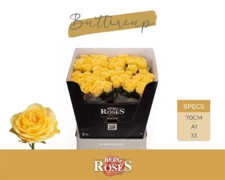 Rose - Rosa - Buttercup