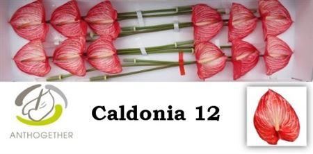 Red Anthurium ‘Caldonia’ – 40cm Stems