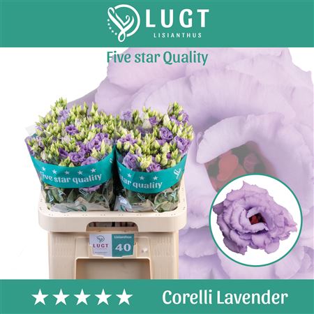 Corelli Lavender Lisianthus – 70cm Stems