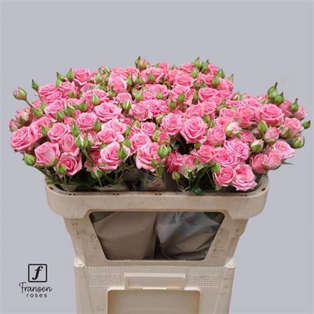 Spray Rose - Rosa - Emilia