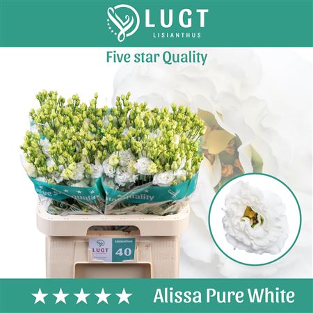 White Lisianthus ‘Alissa Pure White’ – 10 Stems