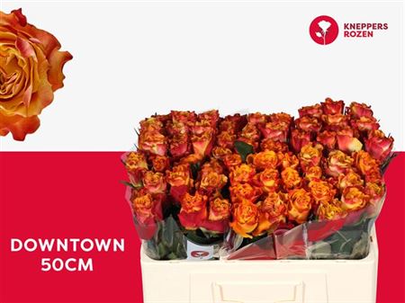 Rose - Rosa - Downtown