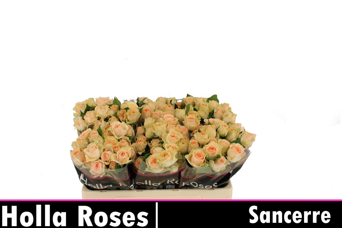 Spray Rose - Rosa - Sancerre