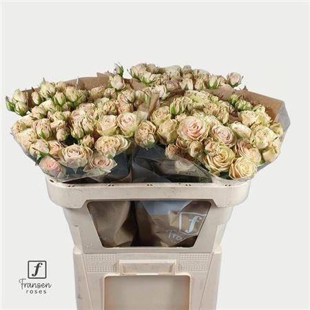 Spray Rose - Rosa - Whitney
