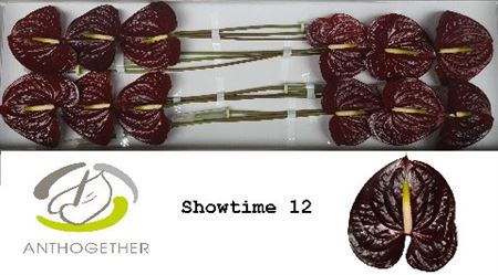 Anthurium Showtime