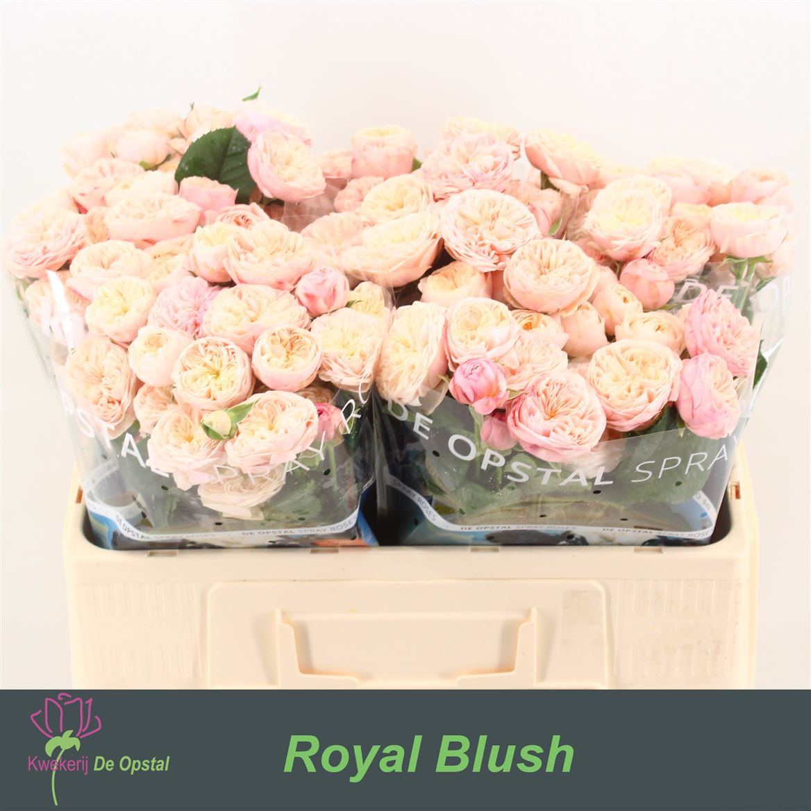 Spray Rose - Rosa - Royal Blush